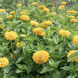 Benary's Giant Golden Yellow, Zinnia Seeds